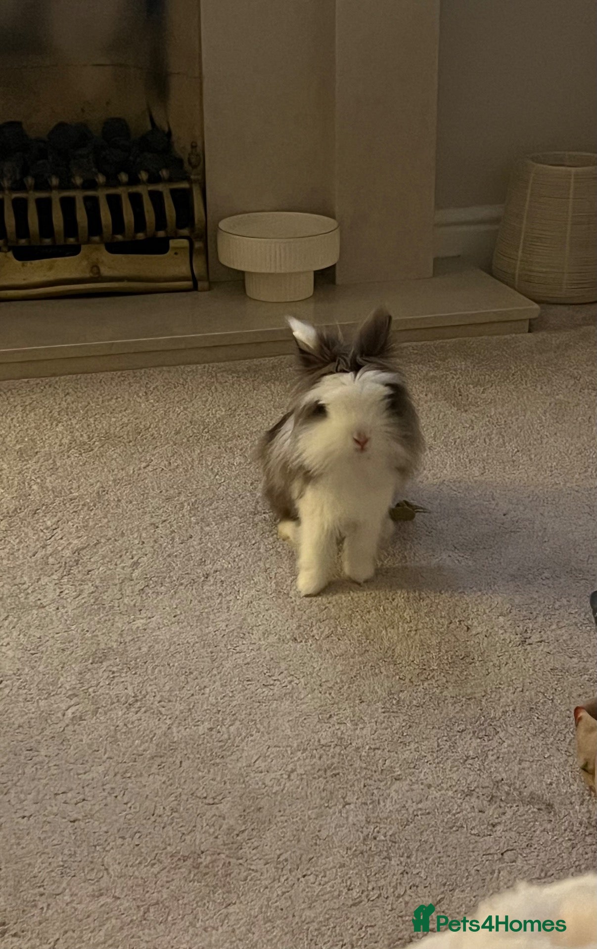 Lionhead rabbits Two Double main lionheads  - Advert 1