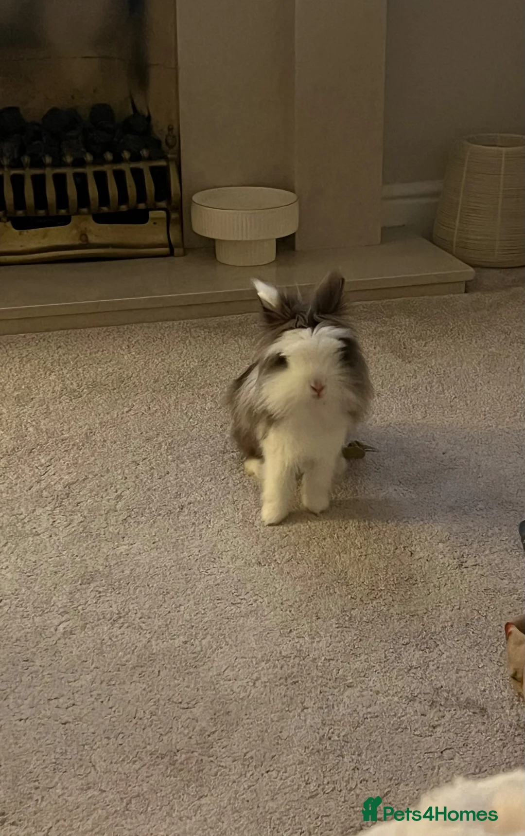 Lionhead rabbits for sale: Two Double main lionheads  - Advert 1