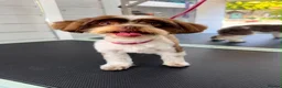 Mixed Breed dogs for sale: Adorable Yorkie/Biewer Cross Puppies - Advert 5