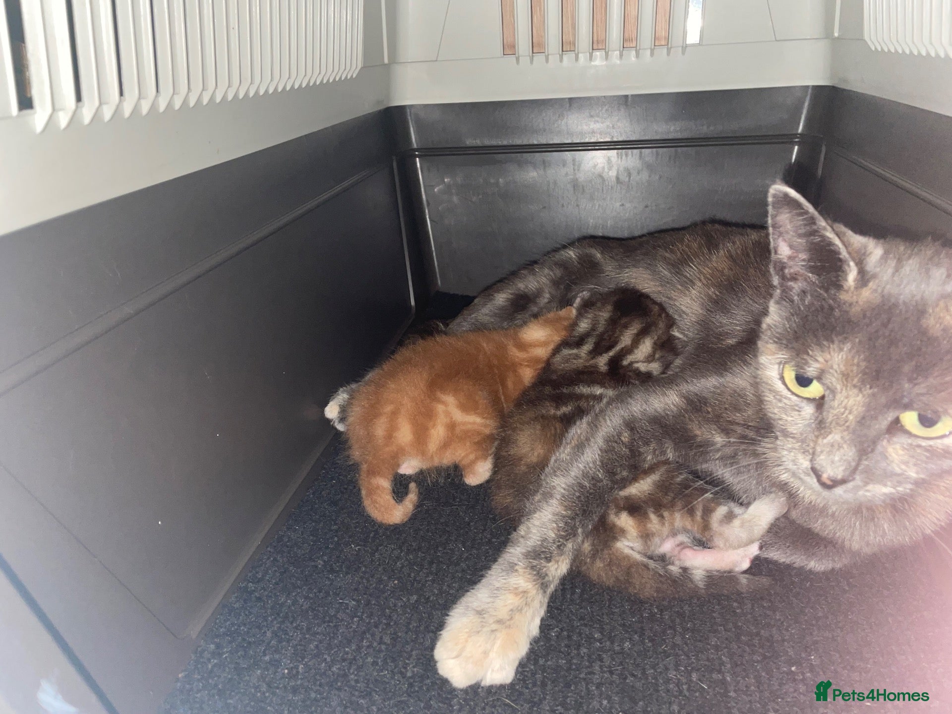 Mixed Breed cats mixed breed kittens  - Advert 1