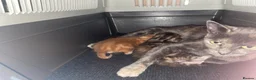 Mixed Breed cats for sale: mixed breed kittens  in Thatcham - Advert 1