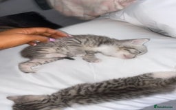 Mixed Breed cats for sale: 6 x stunning British shorthair kittens ❤️ - Image 7
