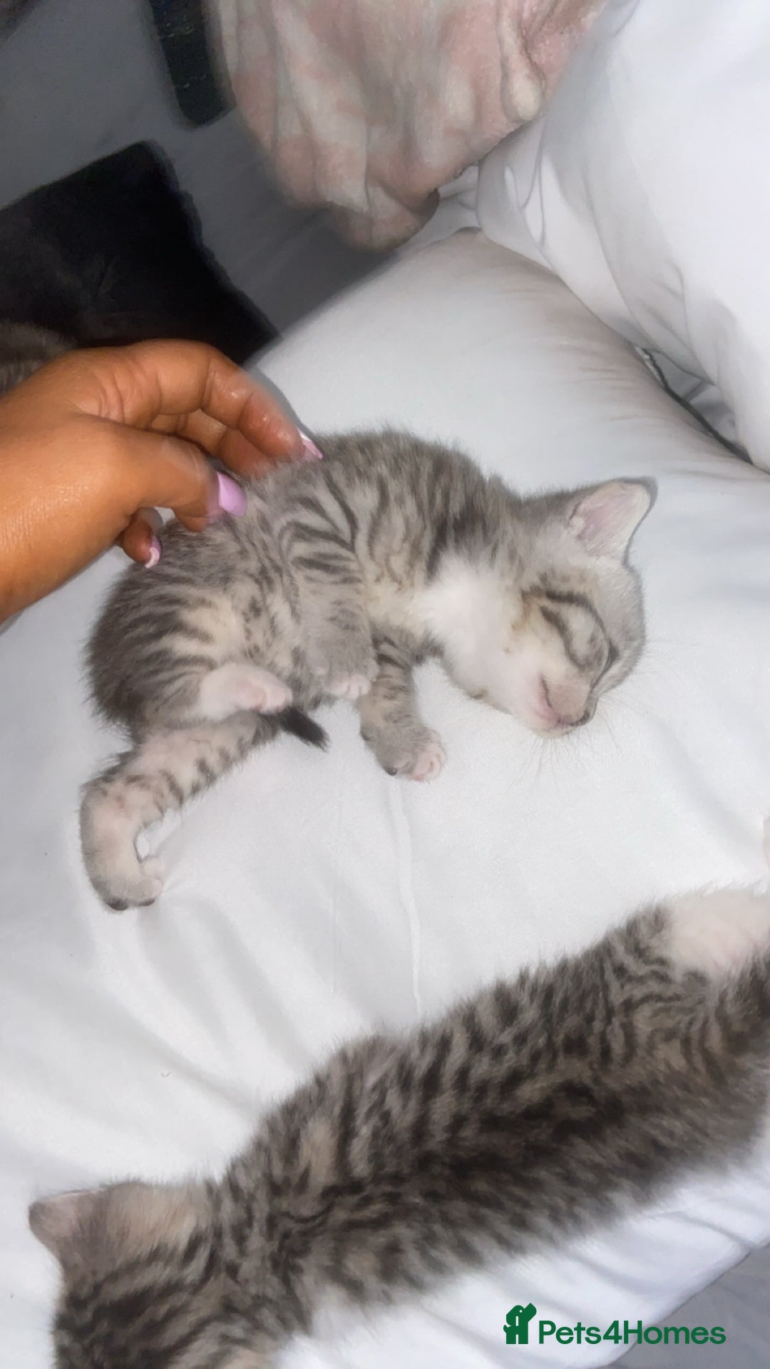Mixed Breed cats for sale: 6 x stunning British shorthair kittens ❤️ - Image 7