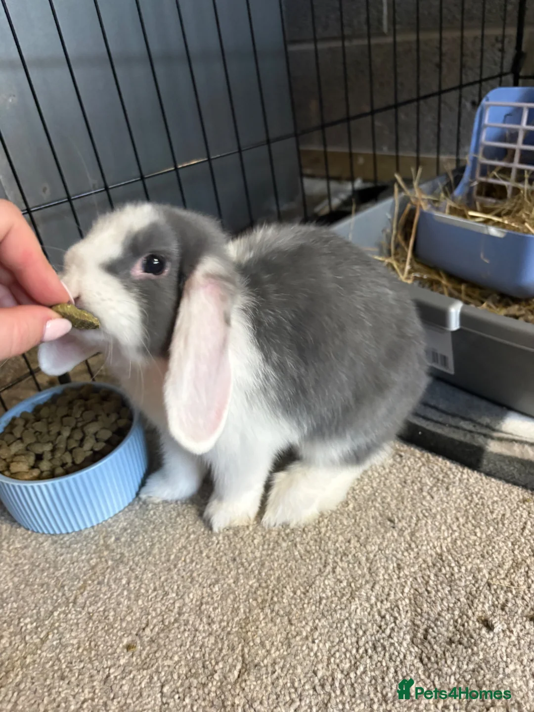 Mini Lop rabbits for sale: 2 x Male Mini Lops in Swansea - Advert 2