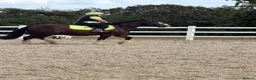 Irish Cob horses for sale: Amazing family cob  in Ebbw Vale - Advert 5
