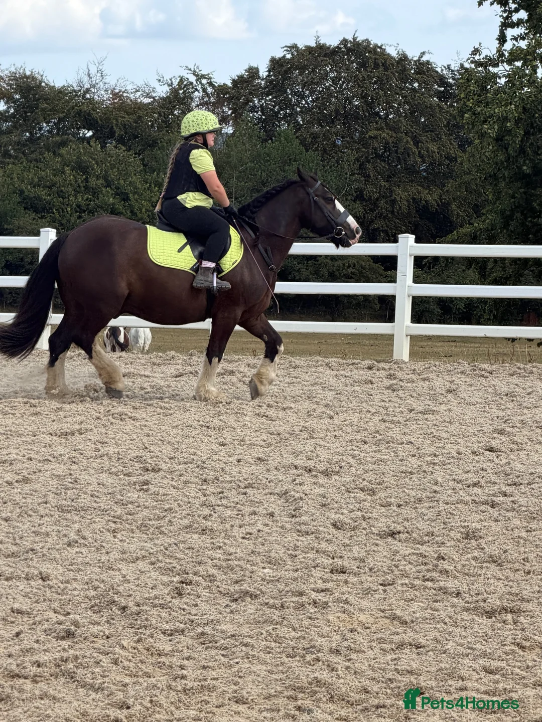 Irish Cob horses for sale: Amazing family cob  in Ebbw Vale - Advert 5