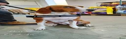 Mixed Breed dogs for adoption: Bella, 5 years approx. Available for adoption. in Brixham - Advert 12