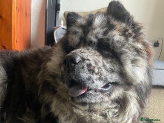 Chow Chow dogs Zoro Black Merle STUD Carrying Blue 💙 & Choc 🍫 - Advert 10