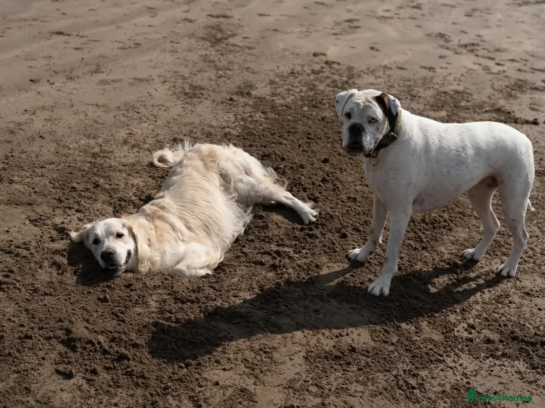 Golden Retriever dogs for stud: Kind, intelligent, fully health tested therapy dog - Advert 27