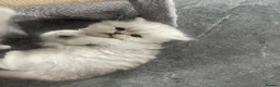 Persian cats for sale: Persian Kittens white and silver  - Advert 8