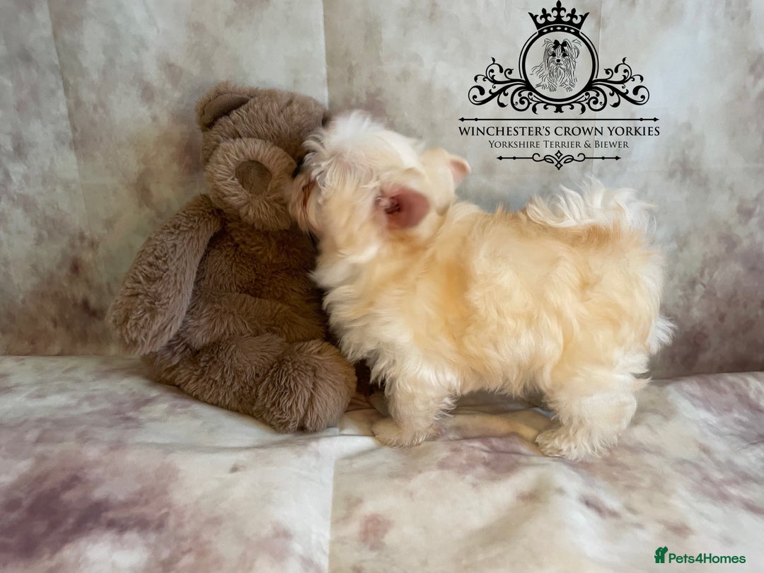 Yorkshire Terrier dogs for sale: ❤️Only 1 Girl left Golddust YT🥇Champion heritage! - Image 8