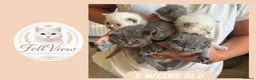 British Shorthair cats for sale: GCCF Pedigree British shorthair kittens  - Advert 2