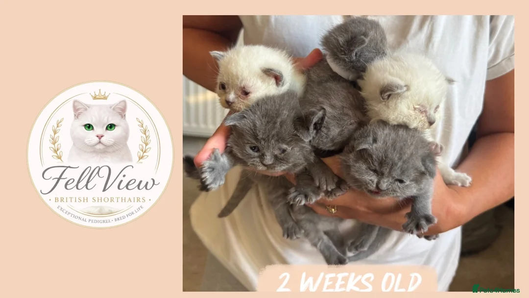 British Shorthair cats for sale: GCCF Pedigree British shorthair kittens  - Advert 2