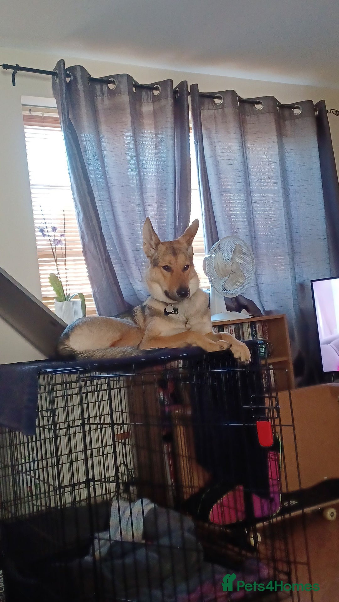 Shepsky dogs for adoption: 1 Year Old Super Friendly Shepsky Needs A New Home - Image 3