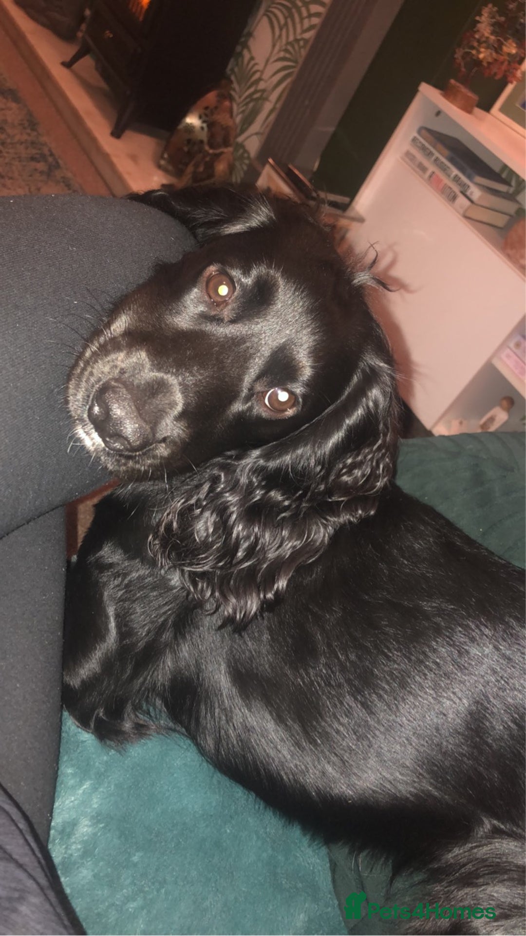 Cocker Spaniel dogs for stud: KC registered Cocker Spaniel Striker for stud - Image 22