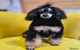 Toy Poodle dogs for sale: Gorgeous Tiny Toy Poodle Pups  - Image 28