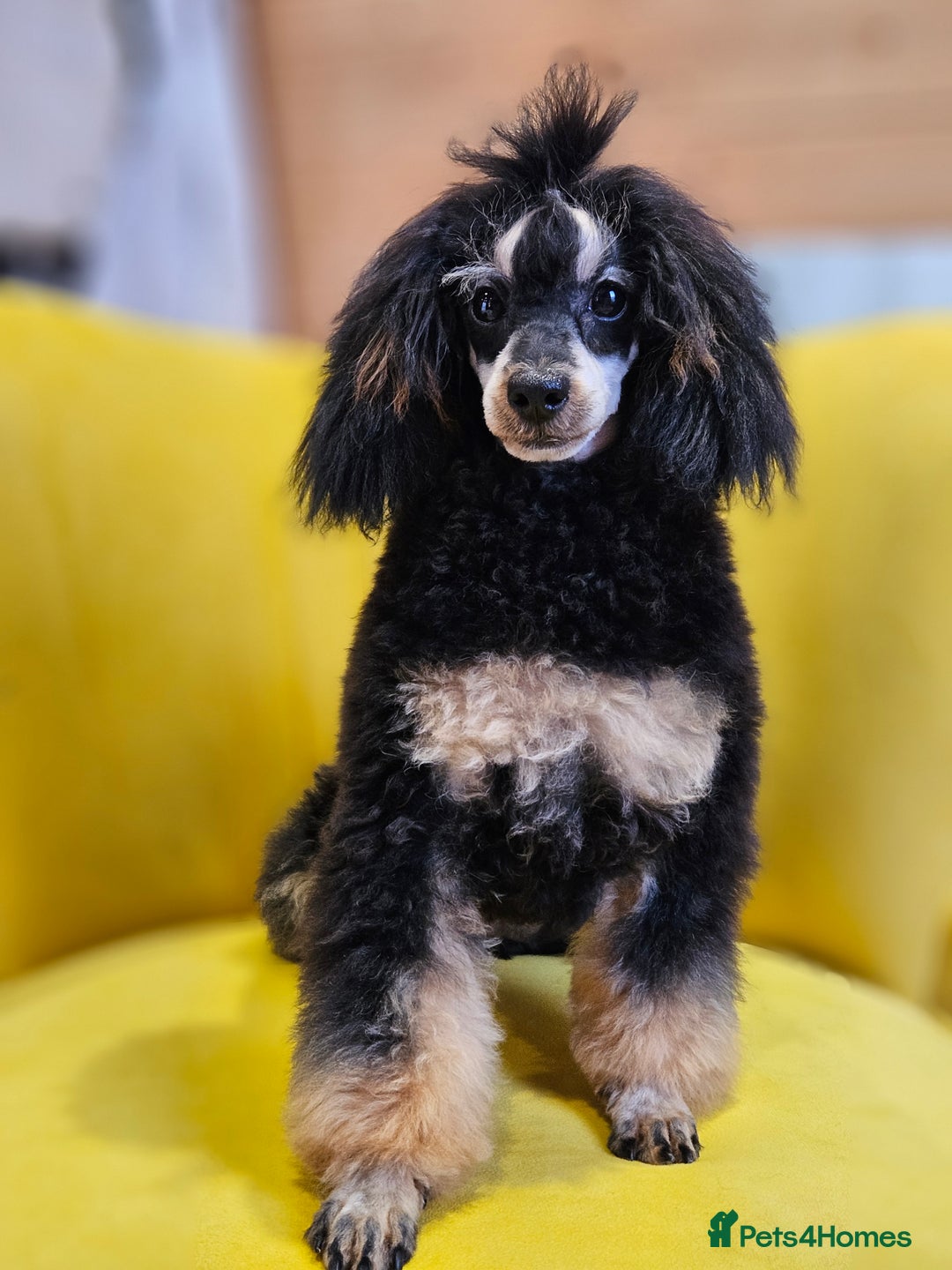 Toy Poodle dogs for sale: Gorgeous Tiny Toy Poodle Pups  - Image 28