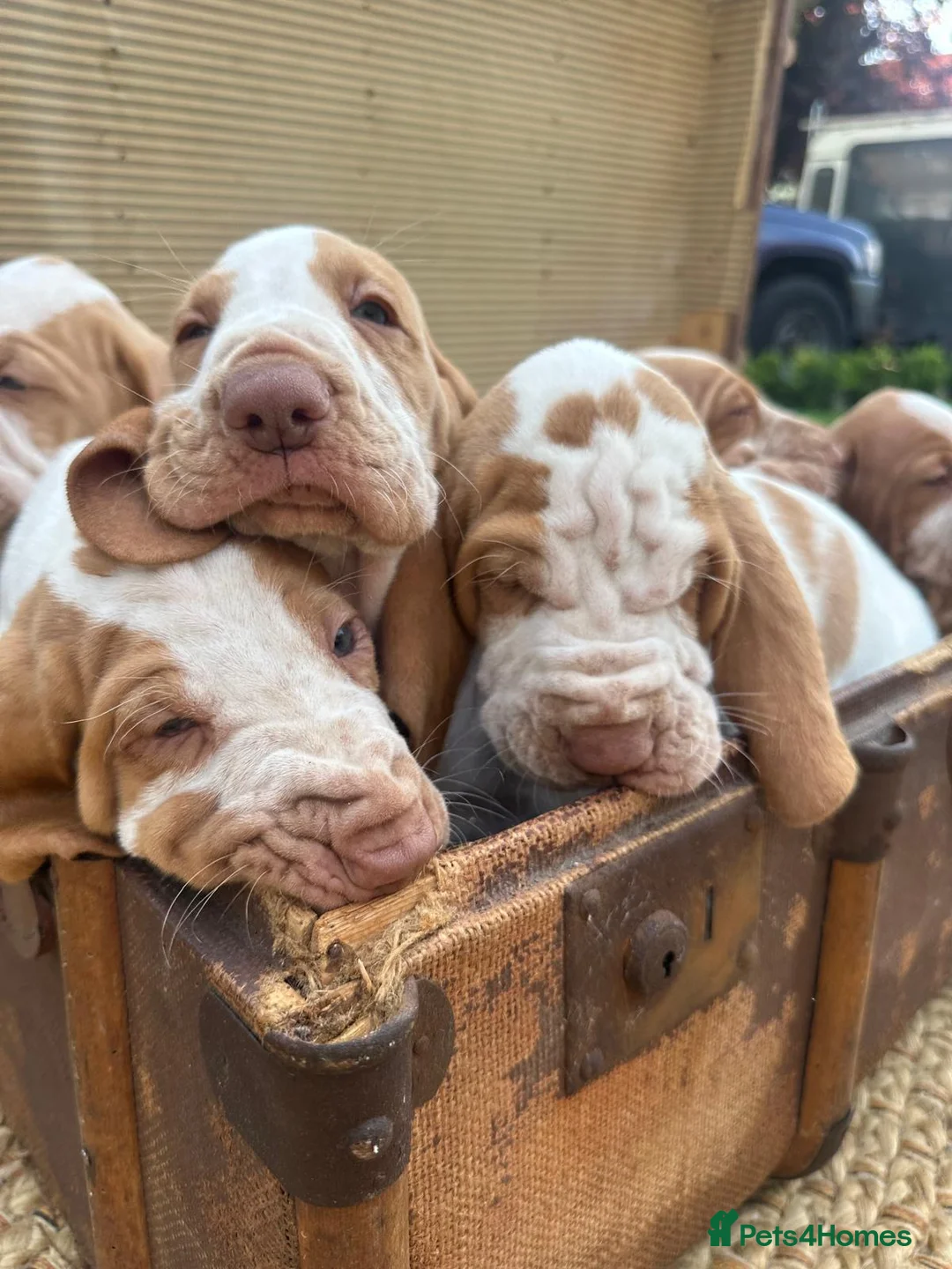 Bracco Italiano dogs for sale: Bracco Italiano puppy girl  - Advert 2