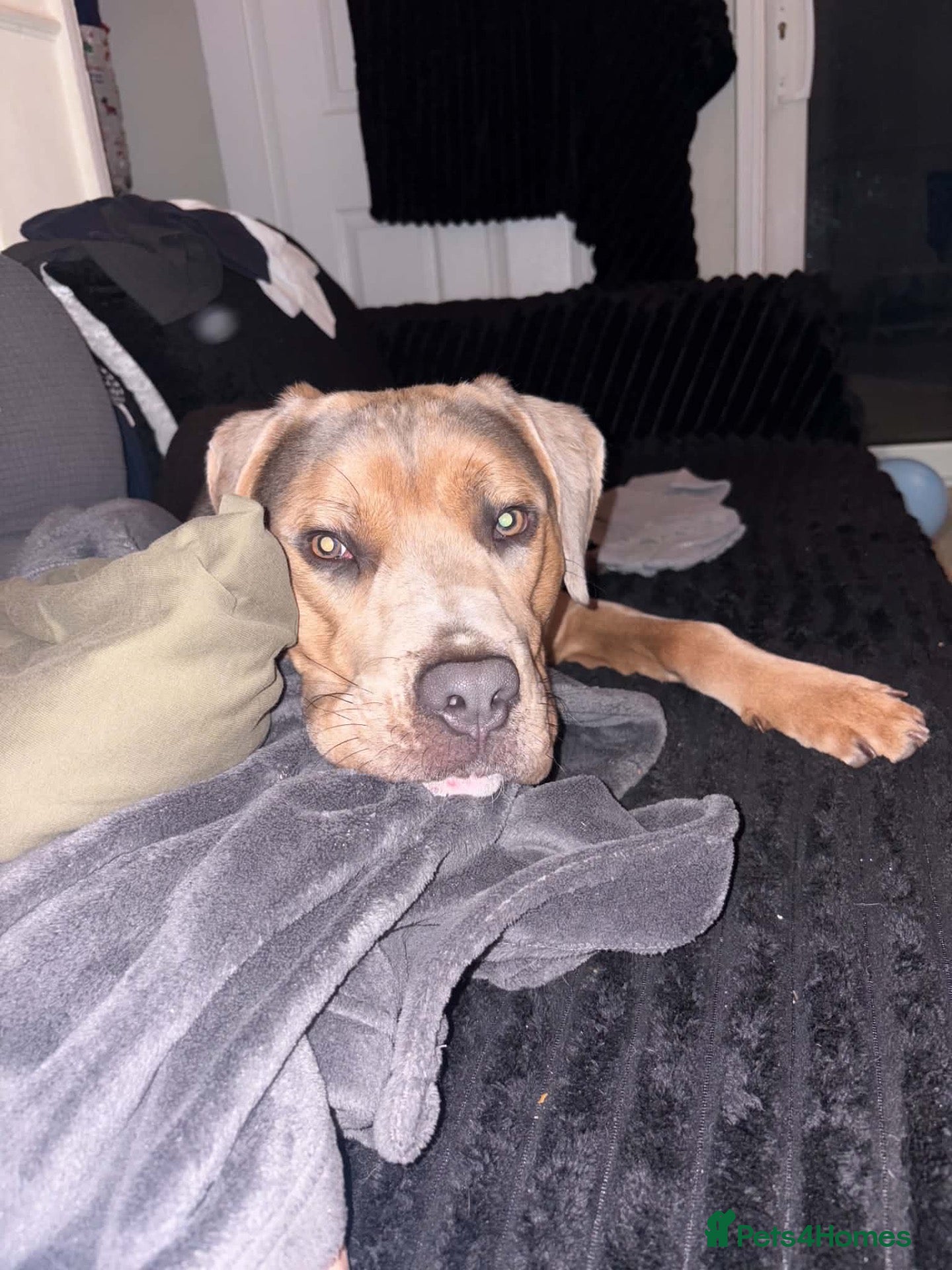 Mixed Breed dogs Stanley (Mastiff X Staff) 11 months old  - Advert 9