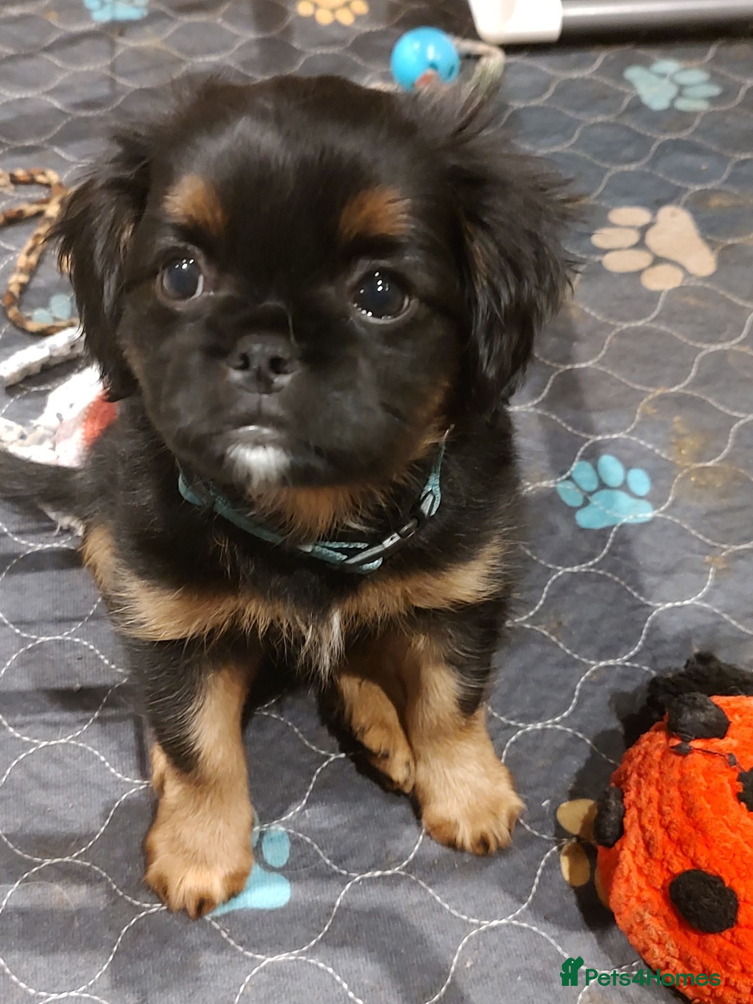 Mixed Breed dogs for sale: Adorable TeddyBear Pupps CKCS × Griffon Brux - Advert 1