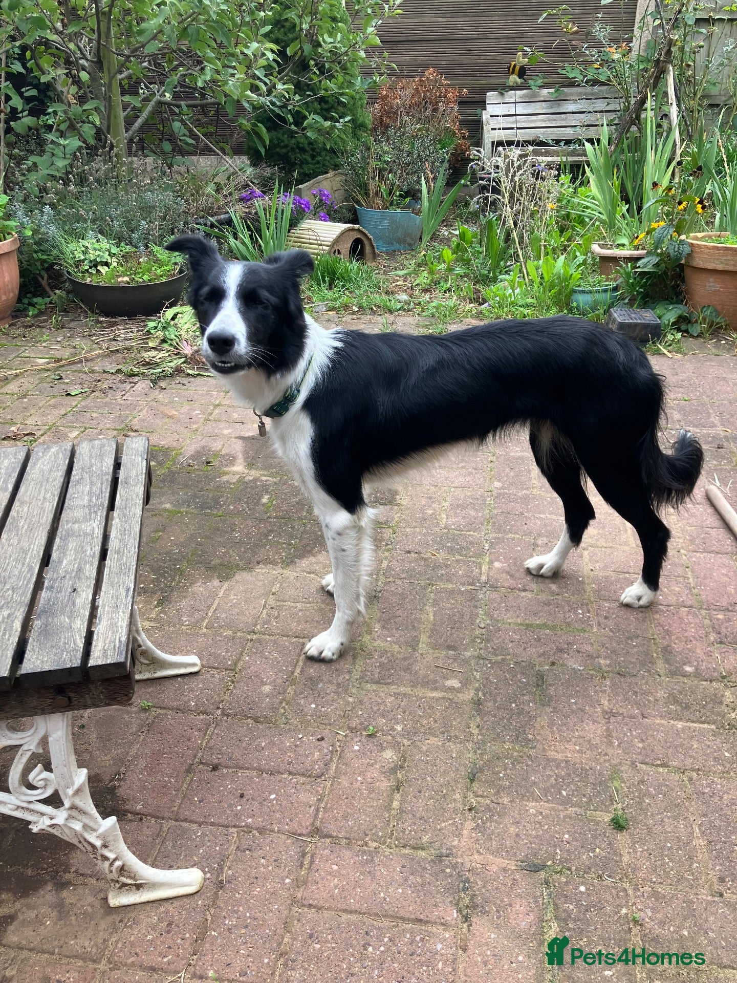 Border Collie dogs Female Border Collie 12 months  - Advert 1