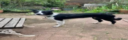 Border Collie dogs for sale: Female Border Collie 12 months  in Derby - Advert 1