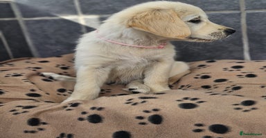Golden Retriever dogs - Advert 3