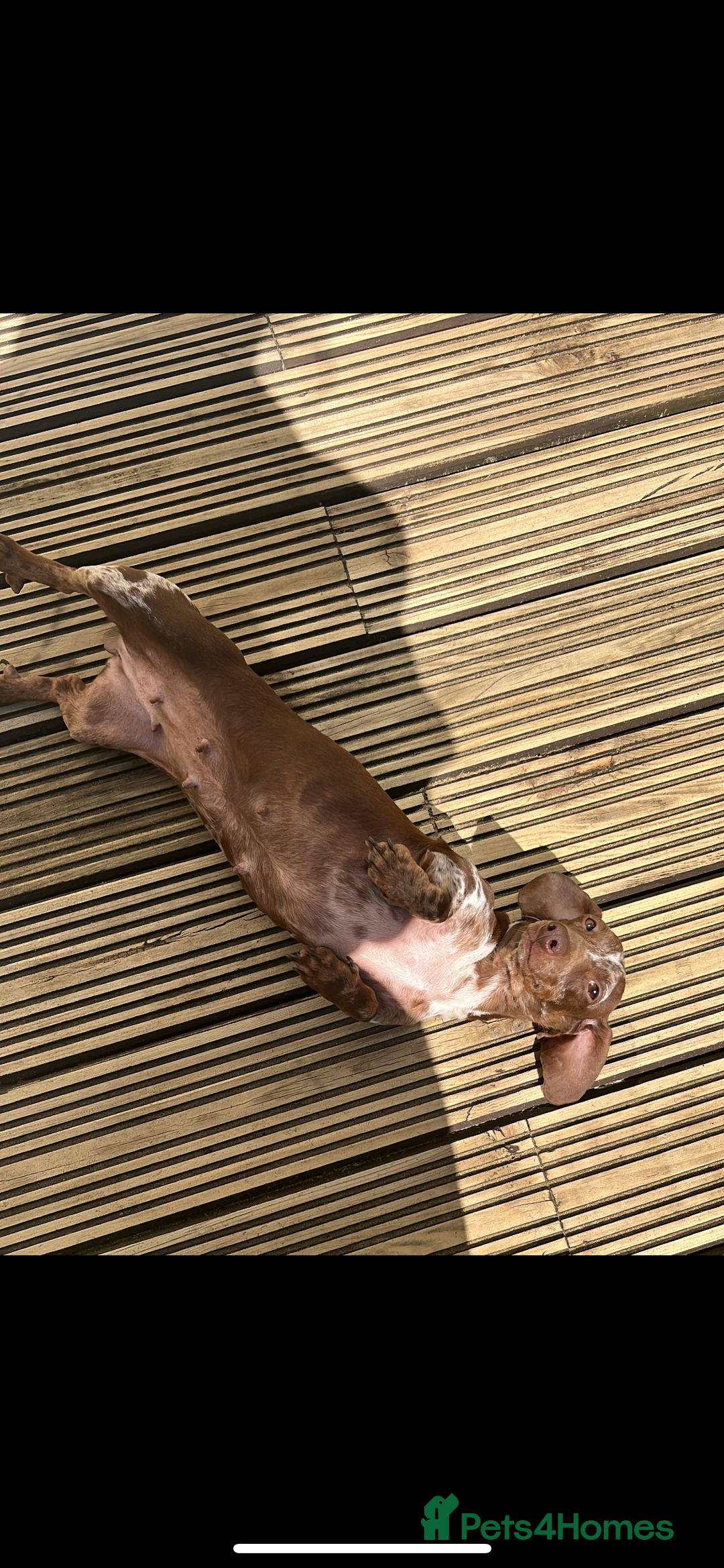 Dachshund dogs for sale: Dachund puppies for sale! - Advert 14