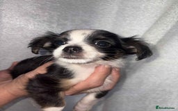 Mixed Breed dogs for sale: Mixed breed puppies for sale - Image 8
