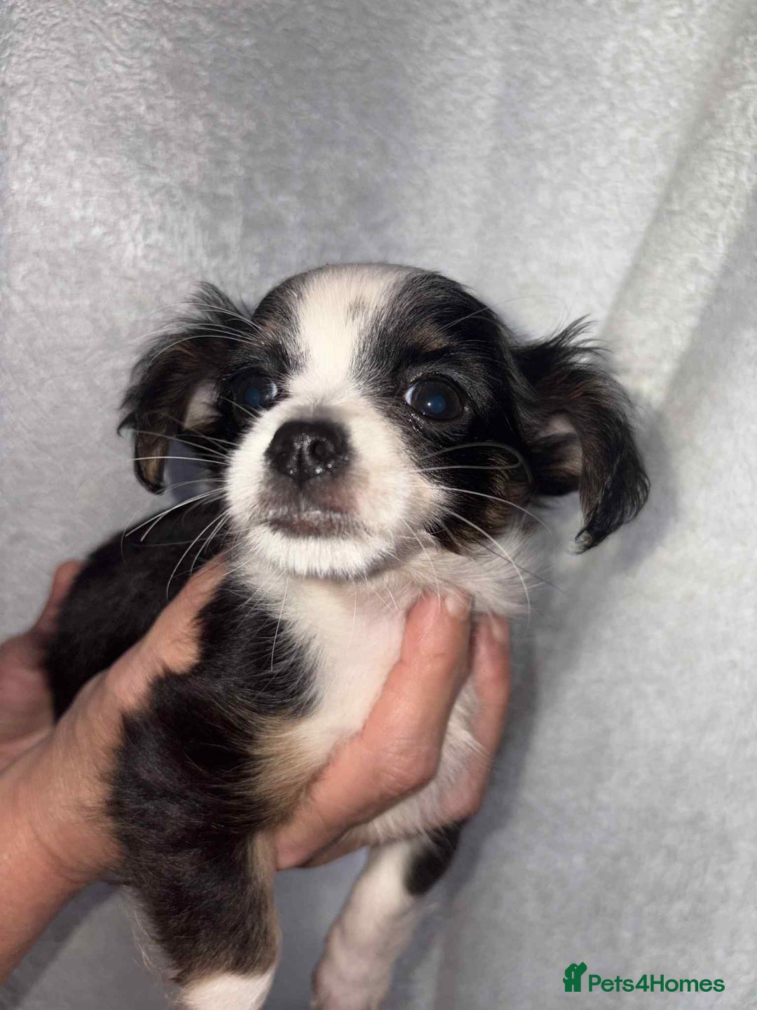 Mixed Breed dogs for sale: Mixed breed puppies for sale - Image 8