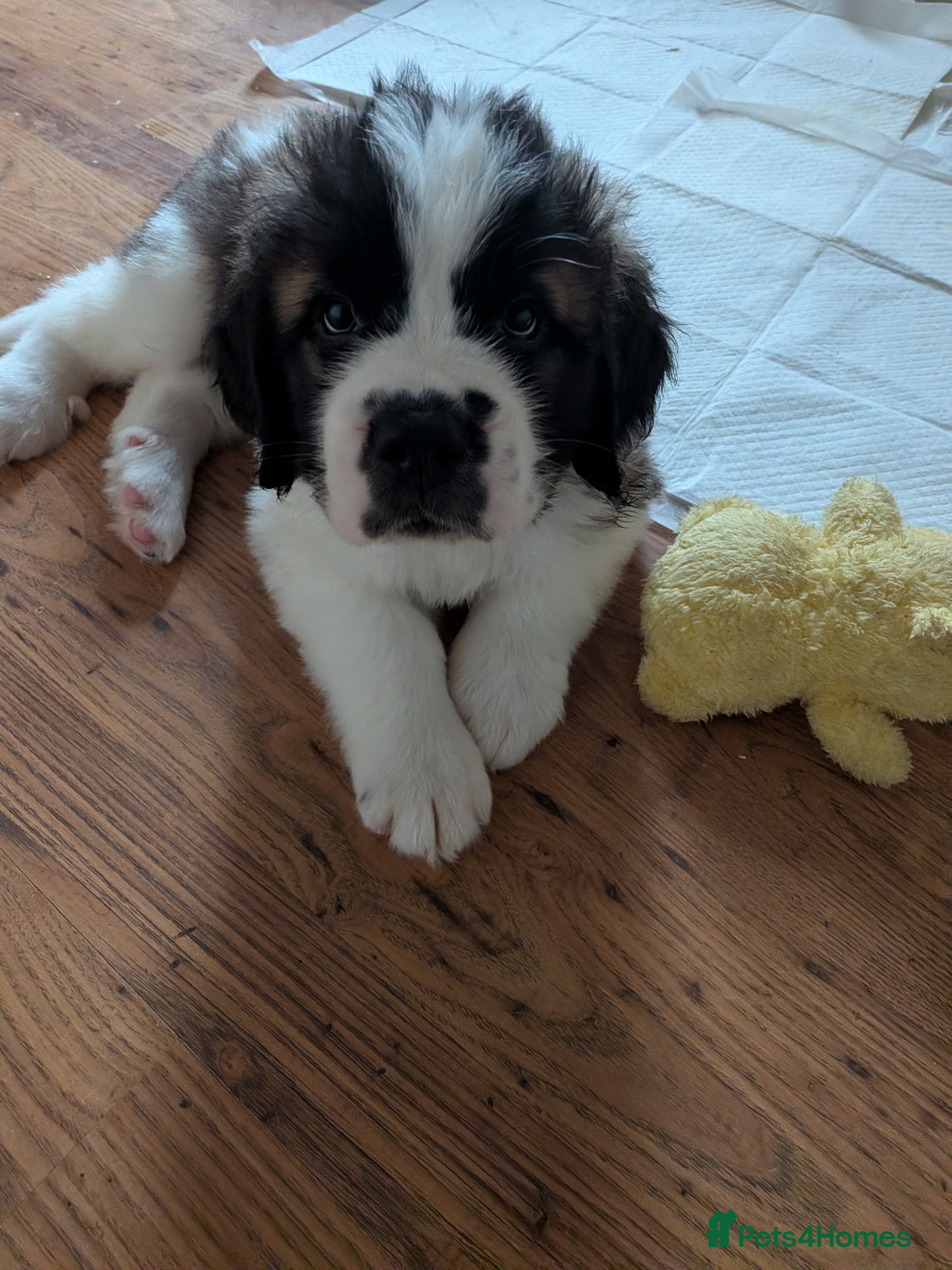 Saint Bernard dogs Saint Bernards KC registered, Hip and Elbow scored - Advert 2