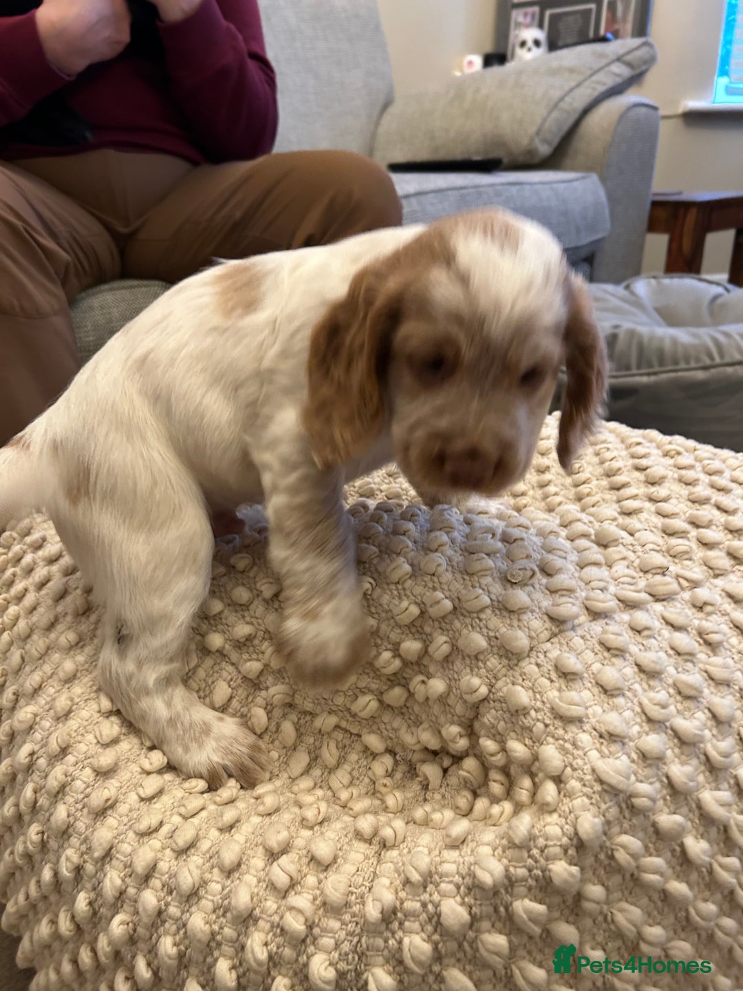 Cocker Spaniel dogs for sale: Two very beautiful boys ❤️❤️ - Advert 3