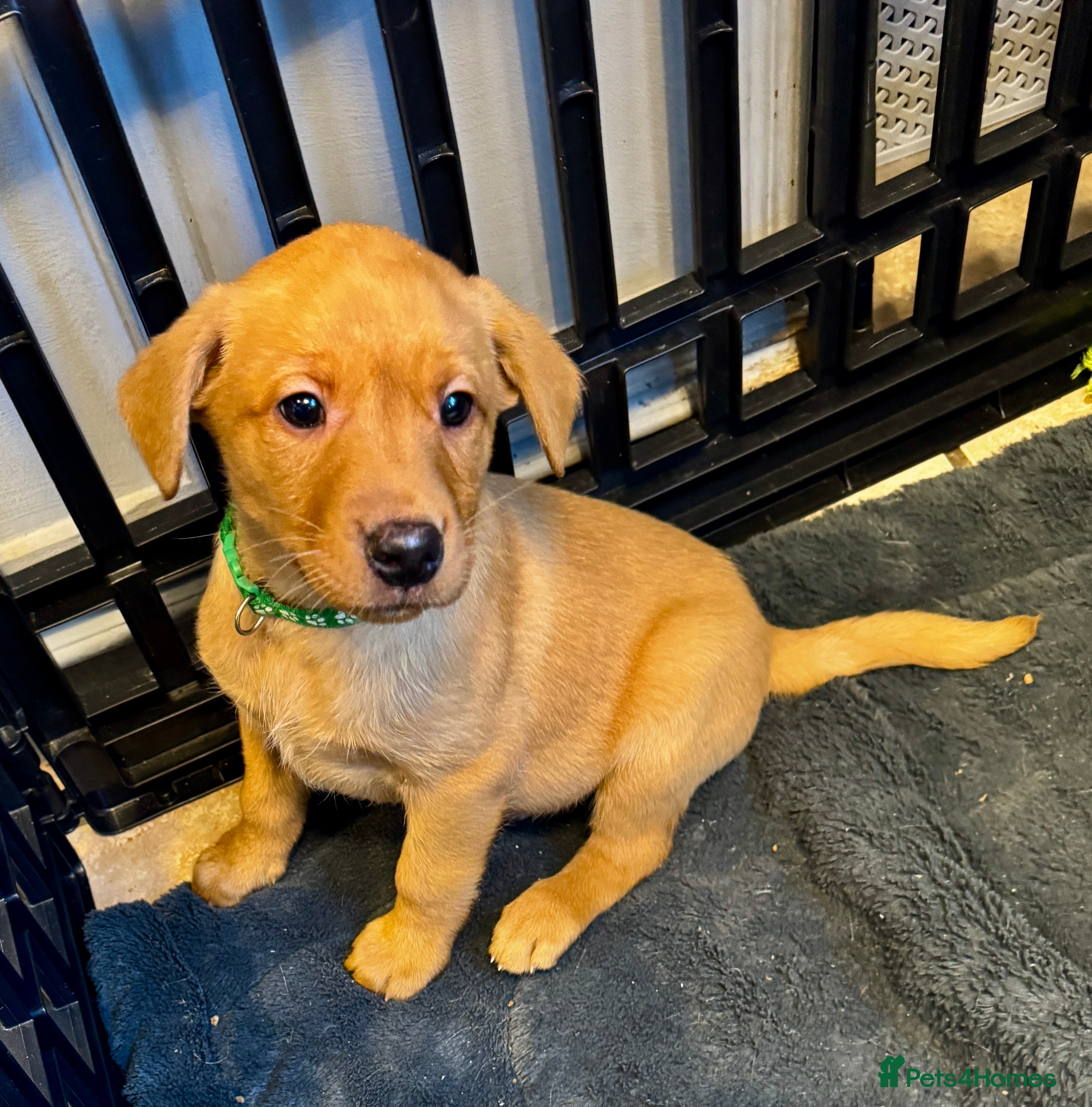 Labrador Retriever dogs READY NOW KC Registered Labrador Male Pups - Advert 3