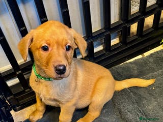 Labrador Retriever dogs READY NOW KC Registered Labrador Male Pups - Advert 18