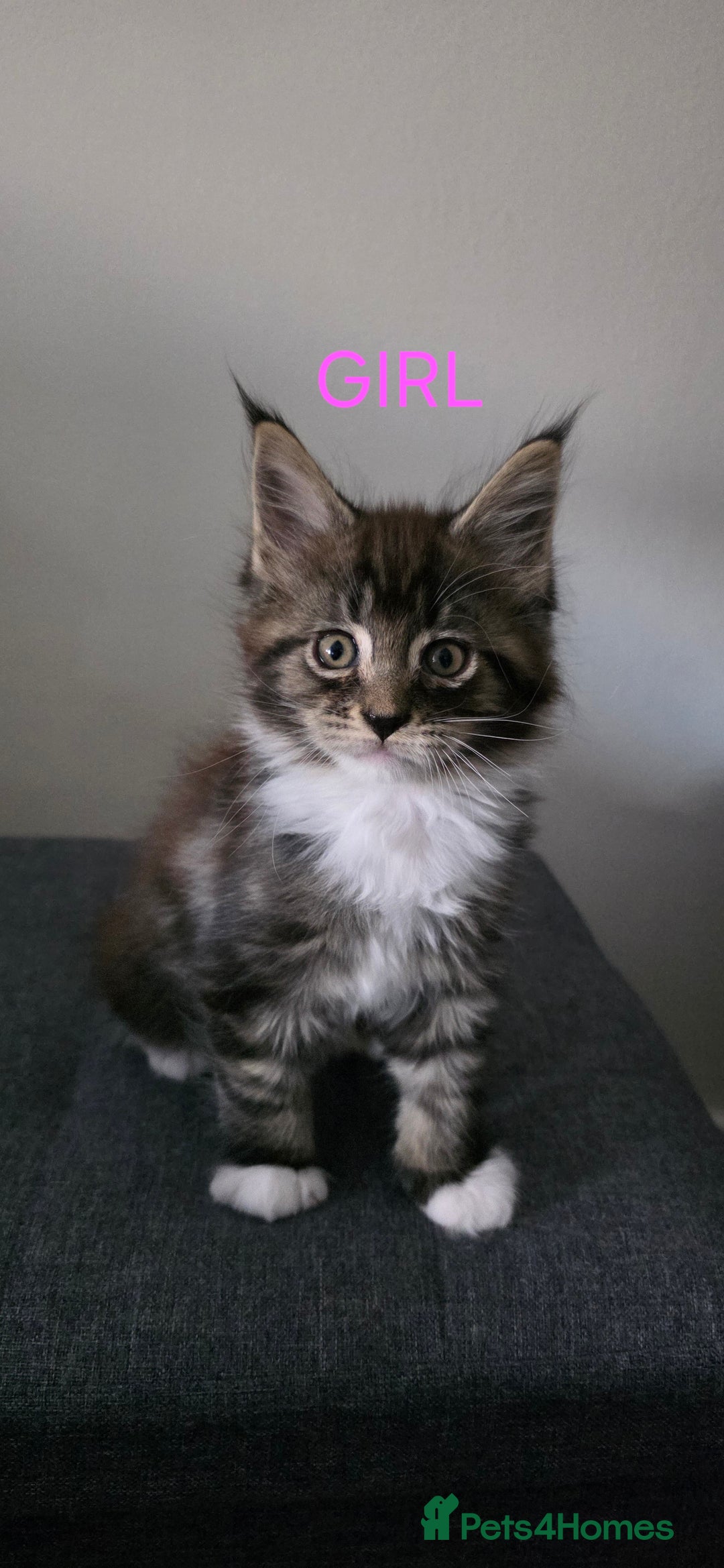 Maine Coon cats for sale: PURE BREED MAINE COONS KITTENS  - Image 5