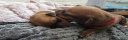Mixed Breed dogs for sale: Cancorso cross mastiff x rottweiler pups for sale in Battle - Advert 6