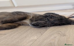 Mixed Breed dogs for sale: !!! ONE merle girl left !!! available now  - Advert 2