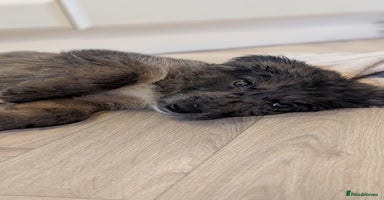 Mixed Breed dogs !!! ONE merle girl left !!! available now  - Advert 10