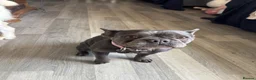 French Bulldog dogs for sale: Female blue French bull dog - Advert 3