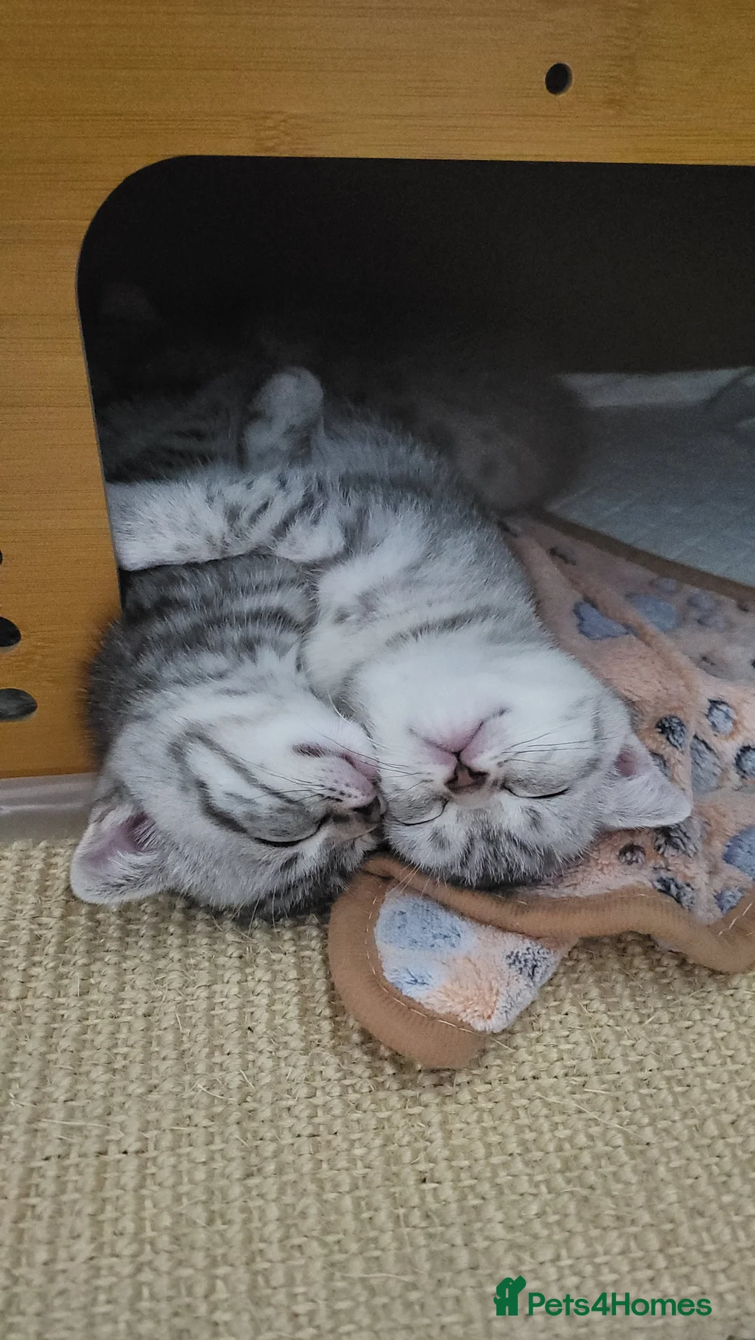 Scottish Fold cats for sale: Beautiful Scottish Fold Kittens - Advert 2