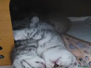 Scottish Fold cats Beautiful Scottish Fold Kittens - Advert 8