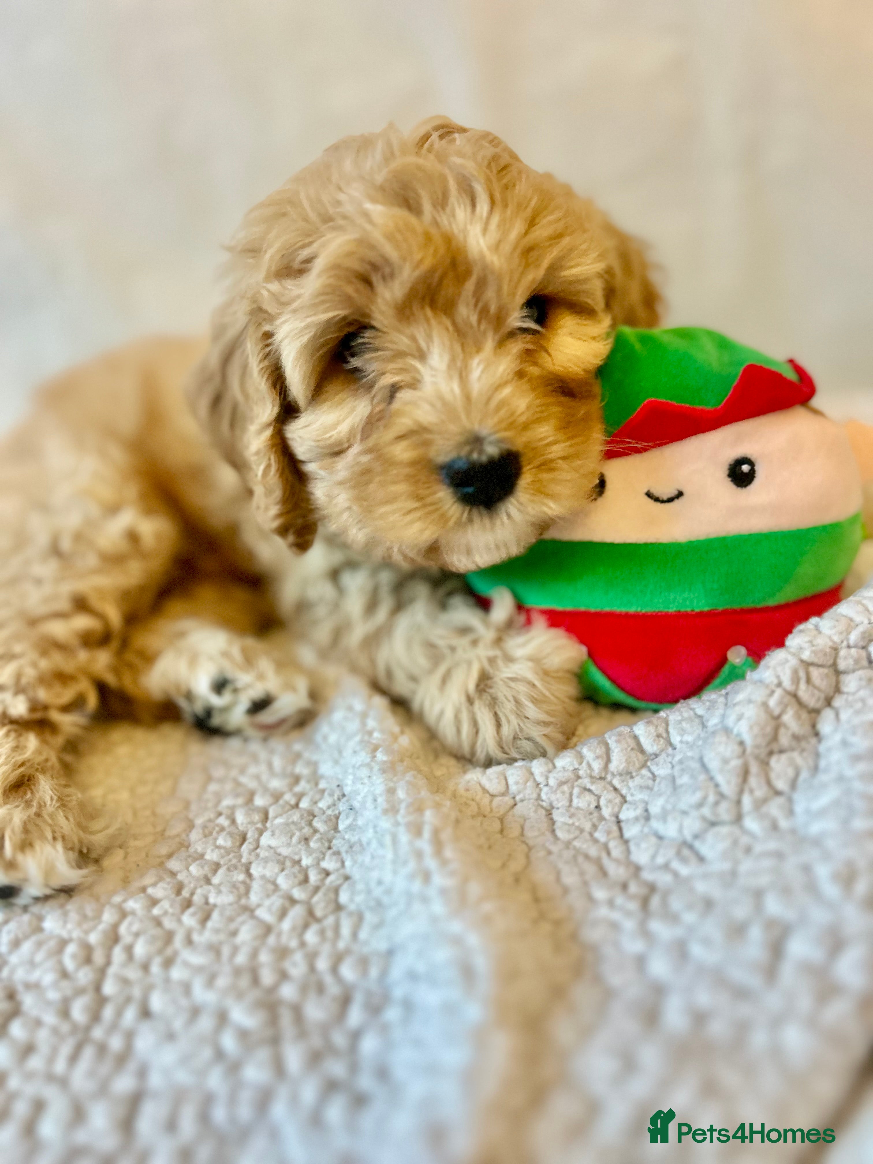 Cavapoo dogs Rare unique moyen Cavapoos  - Advert 2