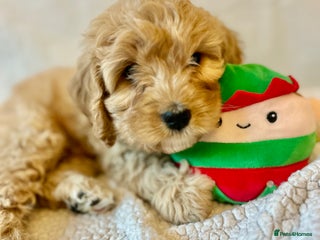 Cavapoo dogs Rare unique moyen Cavapoos - Advert 3