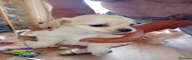 Chihuahua 3