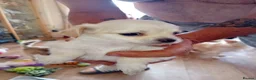 Chihuahua dogs for sale: Chihuahua puppies  - Advert 3