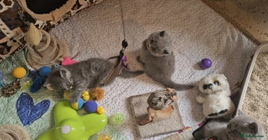 British Shorthair cats - Advert 14
