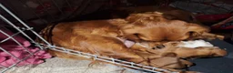 Cavalier King Charles Spaniel dogs for sale: Cavalier  - Advert 1