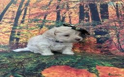 Maltipoo dogs for sale: Korean maltipoo puppies - Image 5