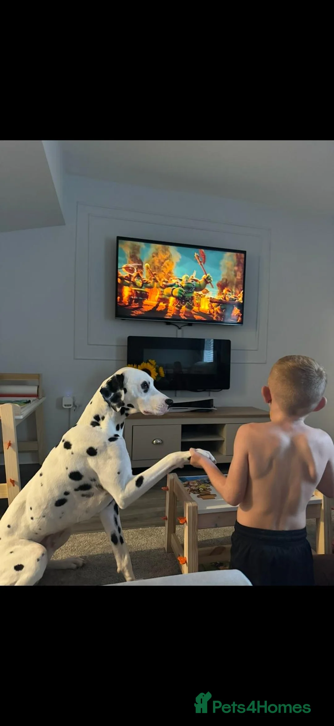 Dalmatian dogs for sale: Male Dalmatian  - Advert 3