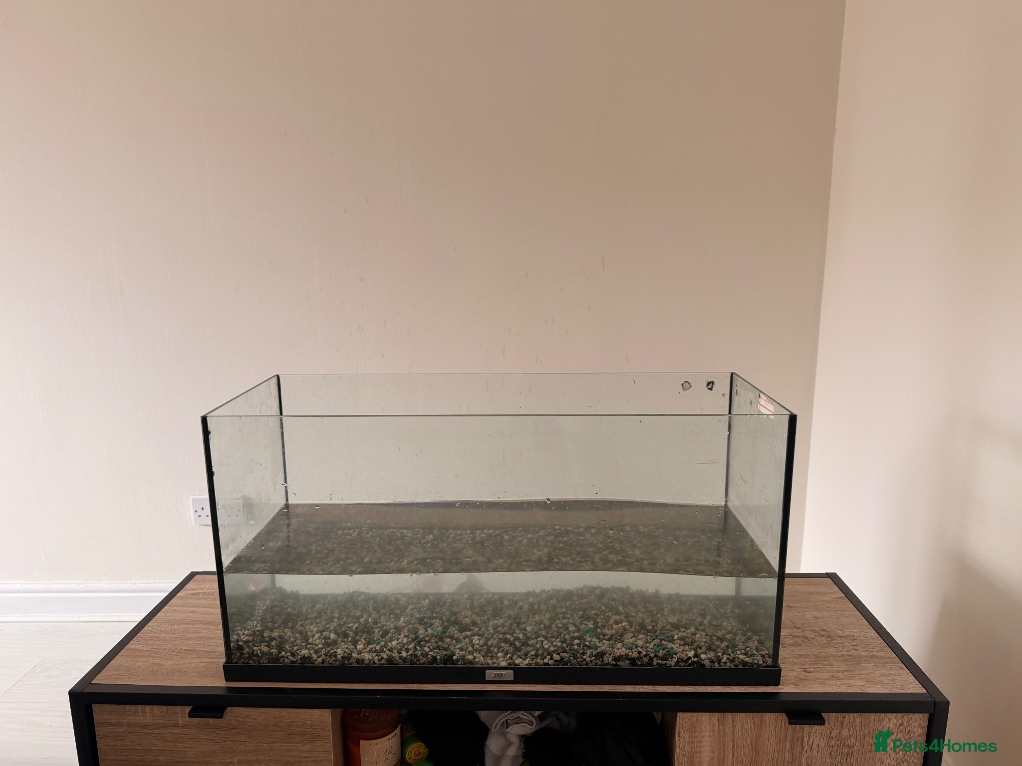 Turtle reptiles 1 common musk turtle with tank!  - Advert 1